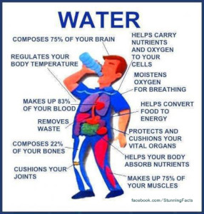 How water is used in the body